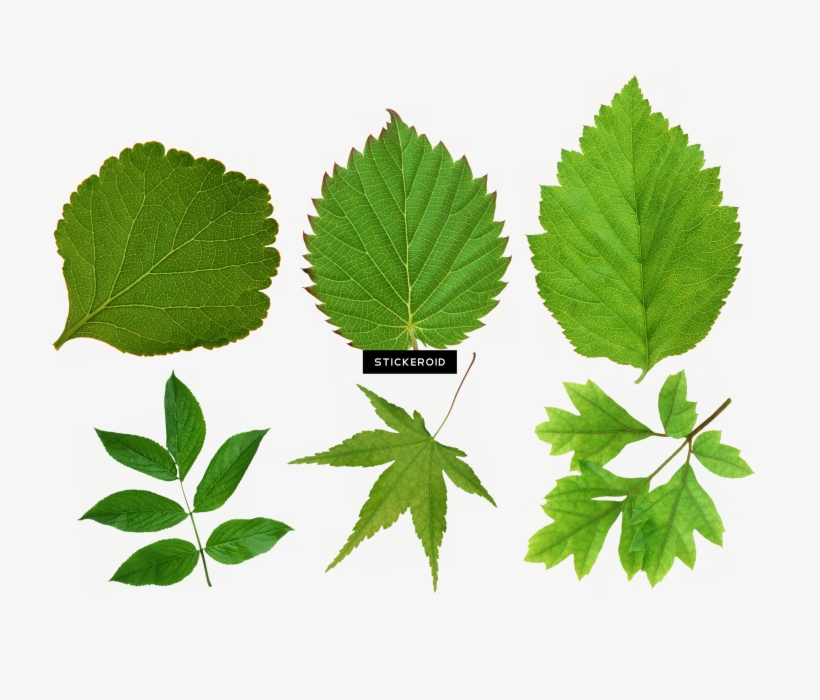 Green Leaf Leaves - 地域農業マネジメントの革新と戦略手法, transparent png