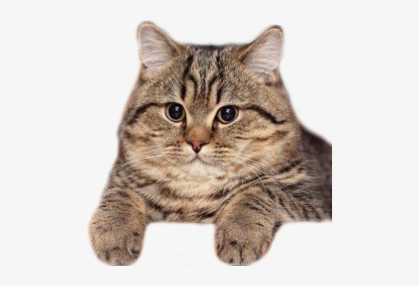 Cat Head Png For Kids - Кот Соси Писос, transparent png