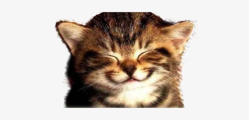 Happy Cat Png - Viña Del Mar Beach, transparent png