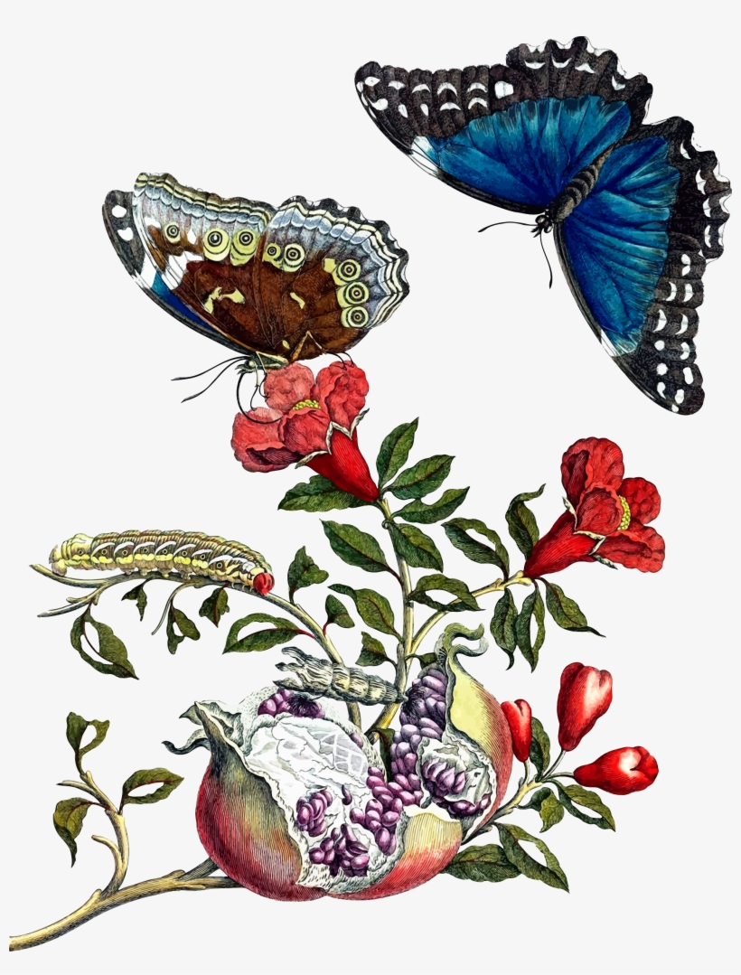 This Free Icons Png Design Of Butterflies On Pomegranate - Maria Sybilla Merian, transparent png