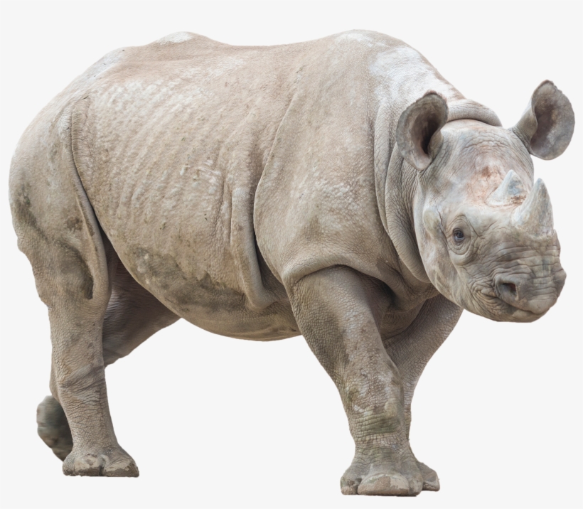 Animalrhino - Rhino With No Background, transparent png