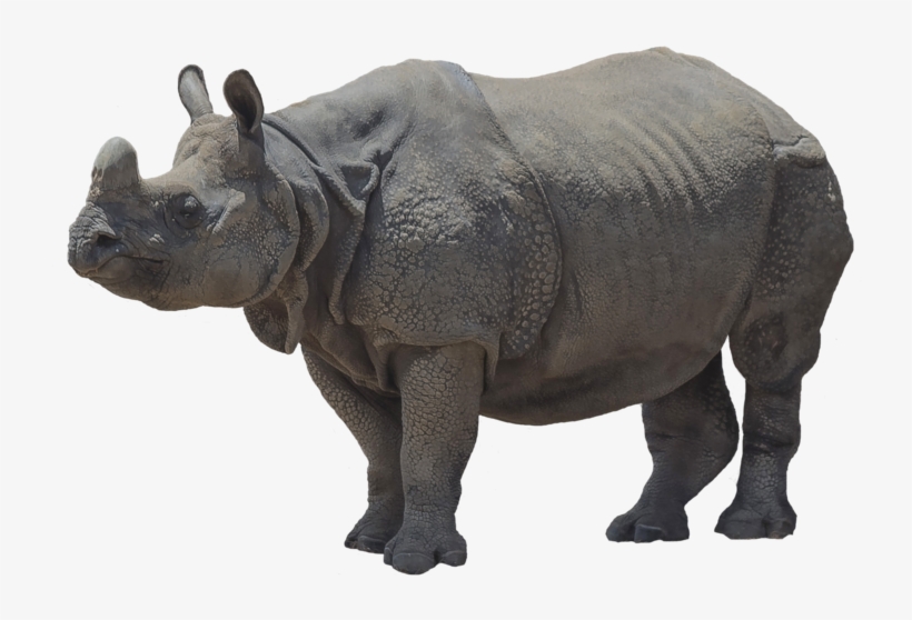 Platybelodon Trunk, transparent png