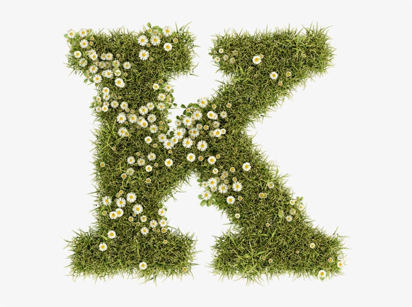Daisy Font - Belgrade, transparent png