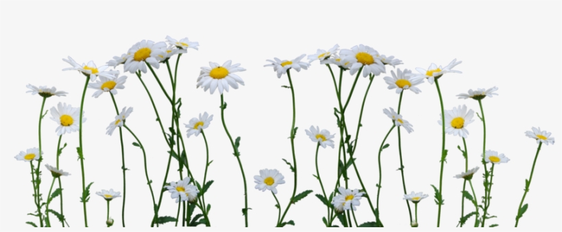Daisy Png Image - Daisy Png, transparent png