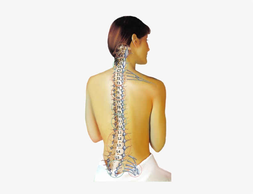 Spinal Column - T3 To L2 Fusion, transparent png