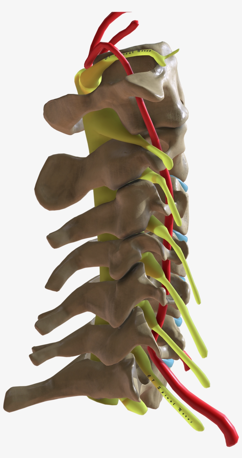 Cervical Spine Lateral View - Wikimedia Commons, transparent png