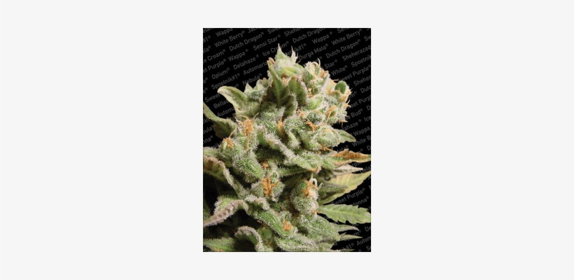 Paradise Seeds / Fem 5 Pack / Dutch Dragon - Dutch Dragon, transparent png