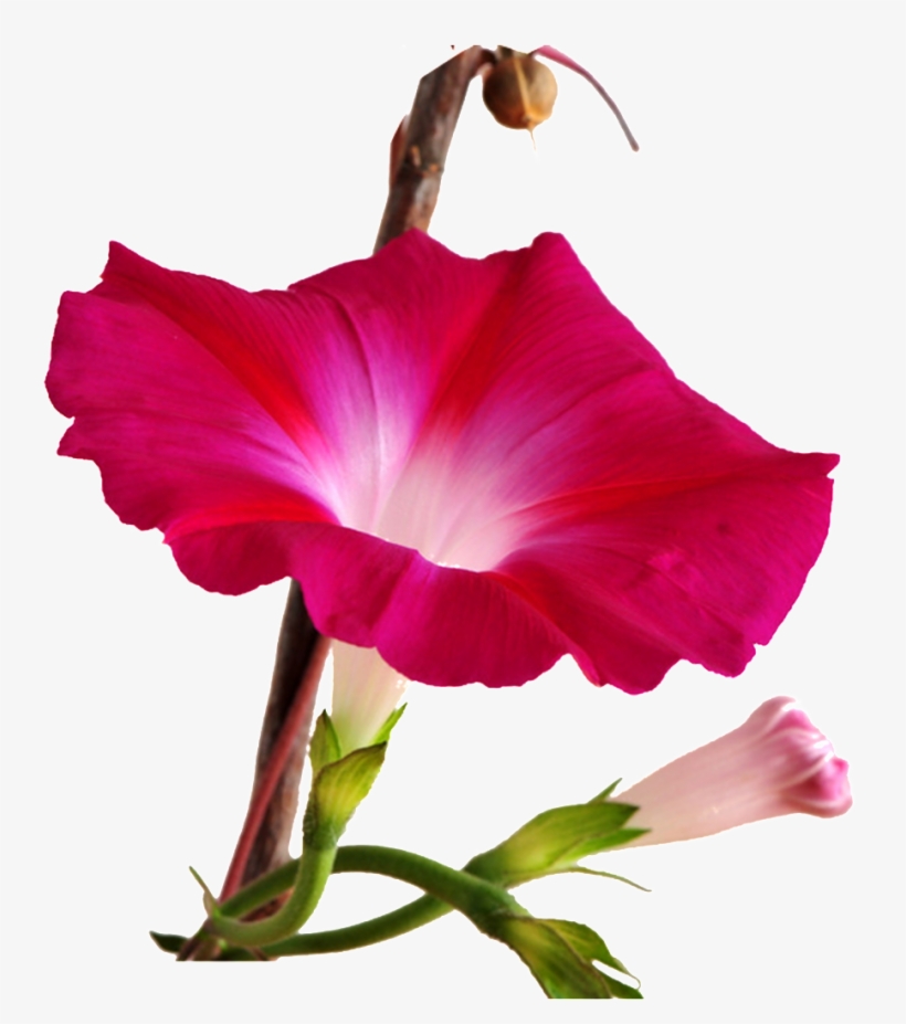 Red Morning Glory Png Hd - Morning Glory, transparent png