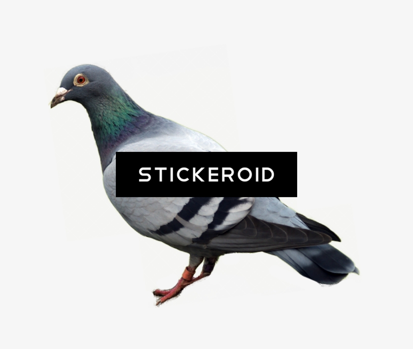 White Pigeons Animals Pigeon - Pigeon Png, transparent png