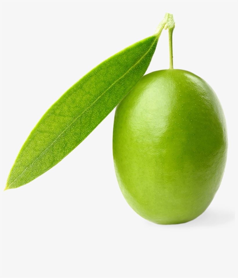 Frantoio Neri Maria - Fattoria Didattica, transparent png