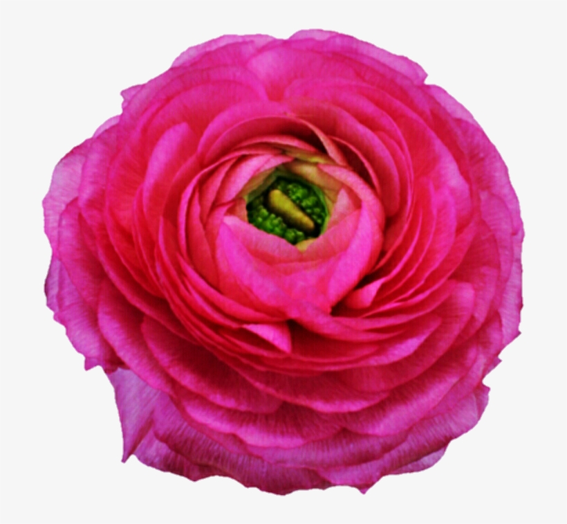 Ranunculus - Hybrid Tea Rose, transparent png
