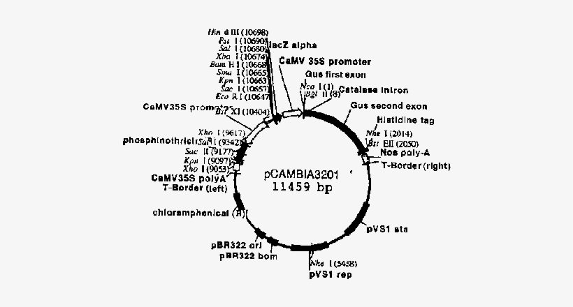 Mapa Del Vector Pcambia3201 - Diagram, transparent png