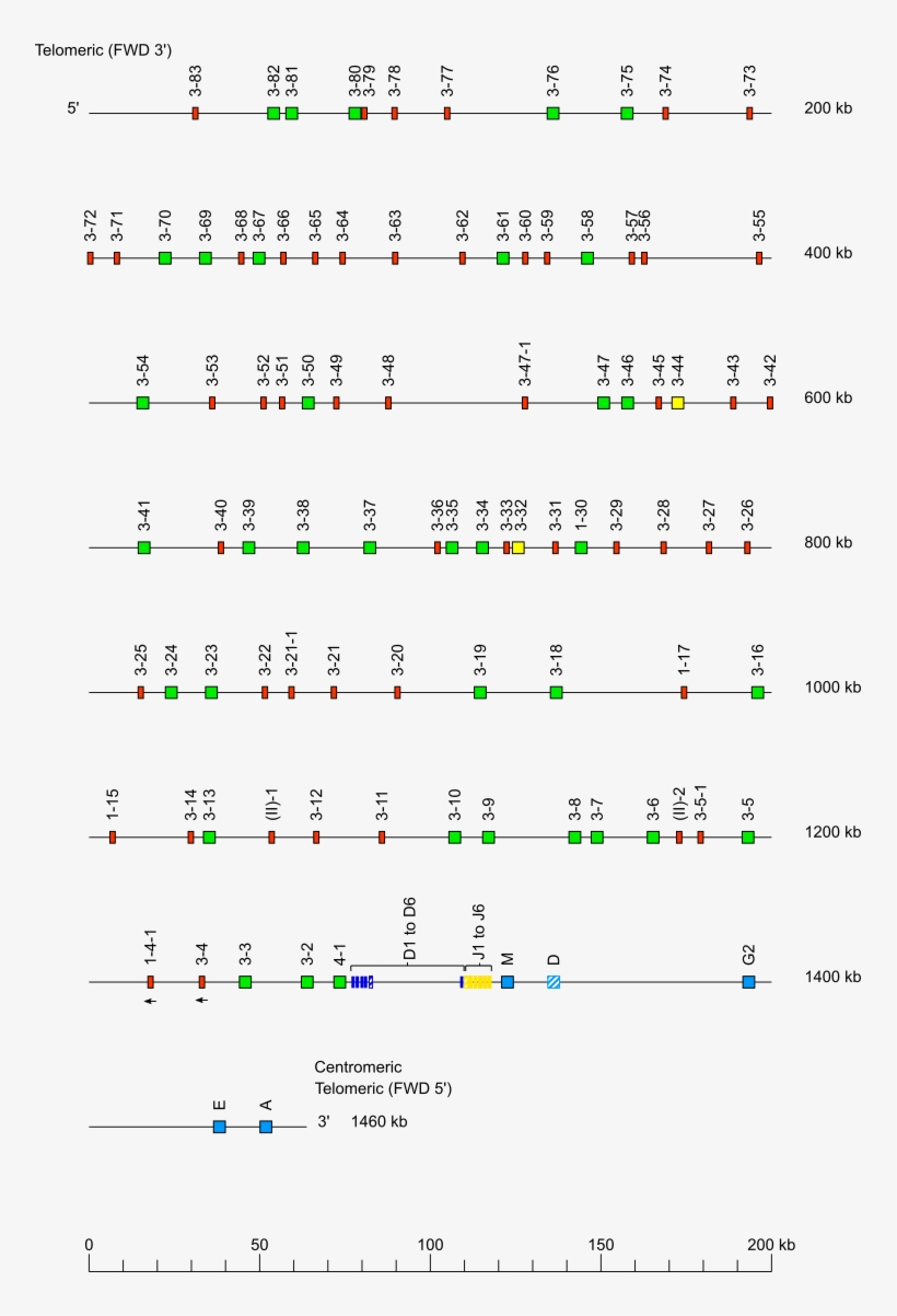 Locus Representation Dog Igh - Number, transparent png