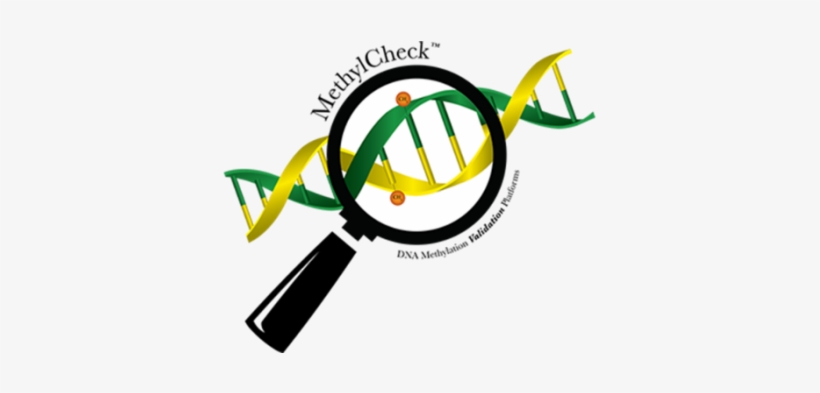 Benefits Of Using The Methylcheck™ Service Methylcheck - 5-methylcytosine, transparent png