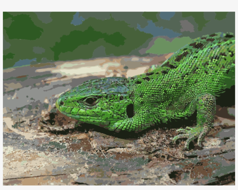 Download Swedish Lizards Clipart Sand Lizard Reptile - Blue Tongue Skink Greens, transparent png