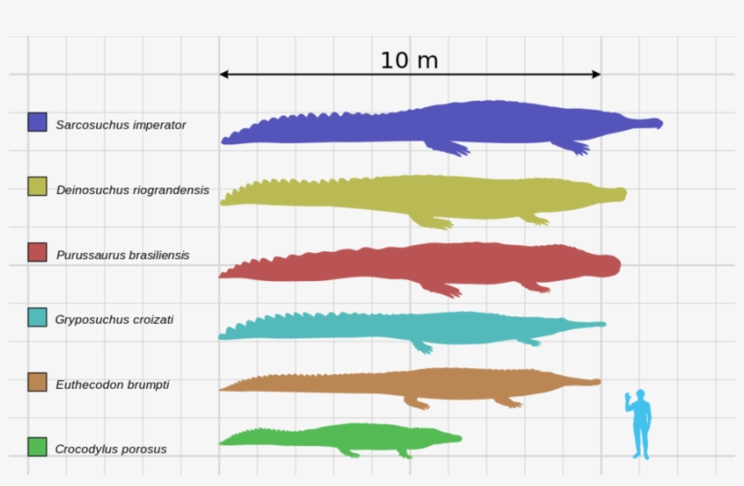 Only Sarchosuchus Croced Any Better - Saltwater Crocodile Size Chart, transparent png