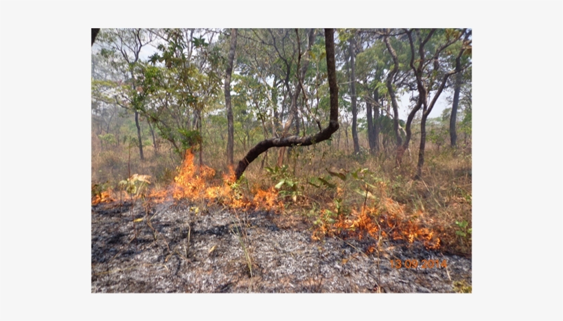 Sometimes Hunters And Honey Gatherers Also Used Fire - Negative Impact On Forest, transparent png