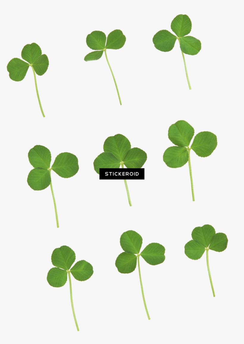 Green Clover - Photography, transparent png