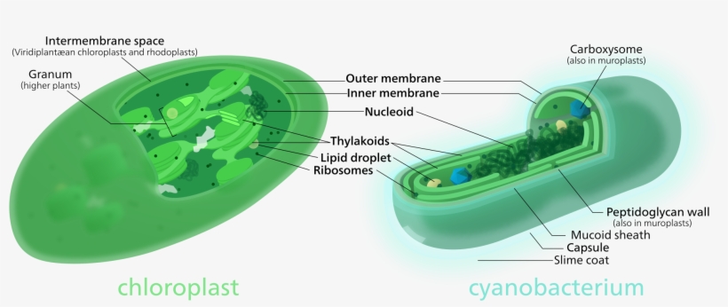 Both Chloroplasts And Cyanobacteria Have A Double Membrane, - Cyanobacteria Chloroplast, transparent png