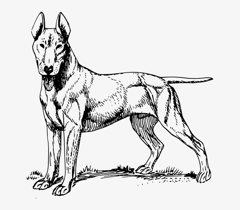 Picture Black And White Stock Old Dog At Getdrawings - Bull Terrier Sketch Shower Curtain, transparent png
