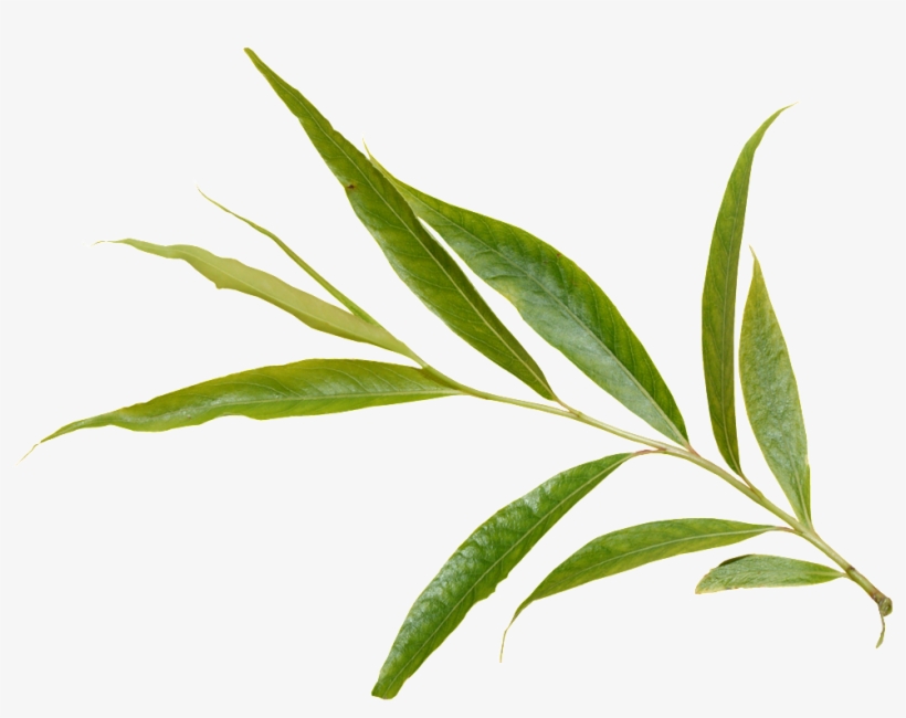 Green Foliage Transparent - Leaf, transparent png