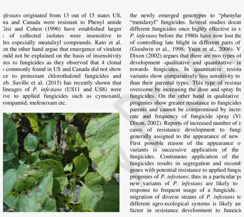 Symptoms Of Late Blight Disease On Potato Foliage - Potato Late Blight Fungus, transparent png