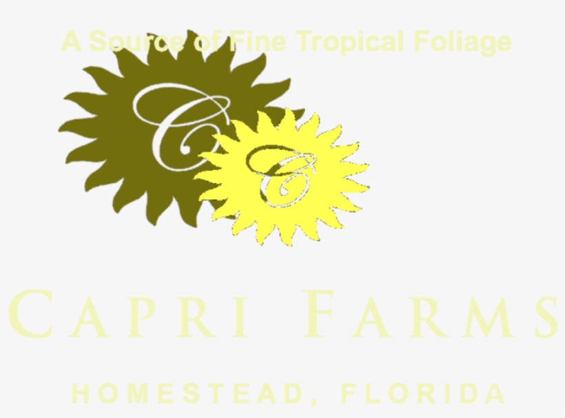 Copy Cropped Capri Farms Two Tone Left Right1 - Sunflower, transparent png