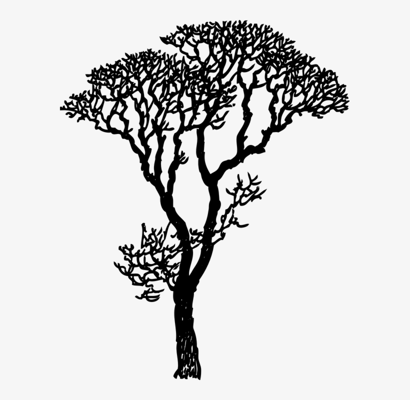 How To Draw A Mistletoe 25, Buy Clip Art - Gum Tree Silhouette Vector