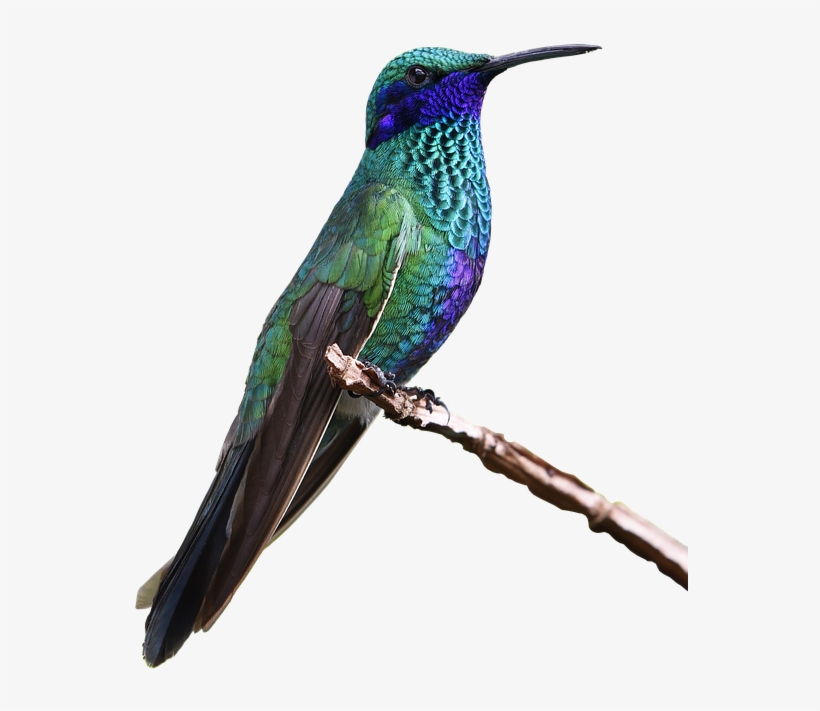 Simply Lovely Blue And Green Hummingbird Nature Journal:, transparent png