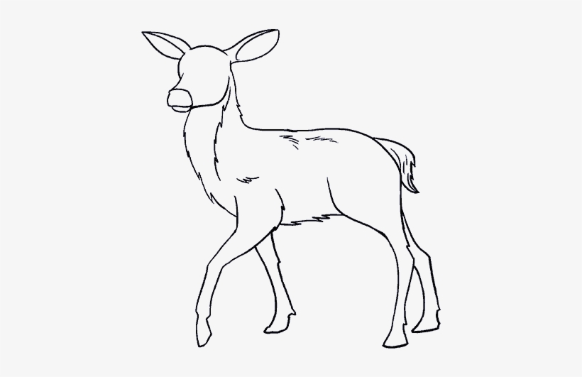 How To Draw A In Few Easy - Draw Deer, transparent png