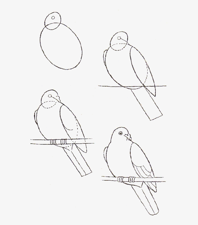 Stepwise Drawing Of A Dove How To Draw - Drawing, transparent png