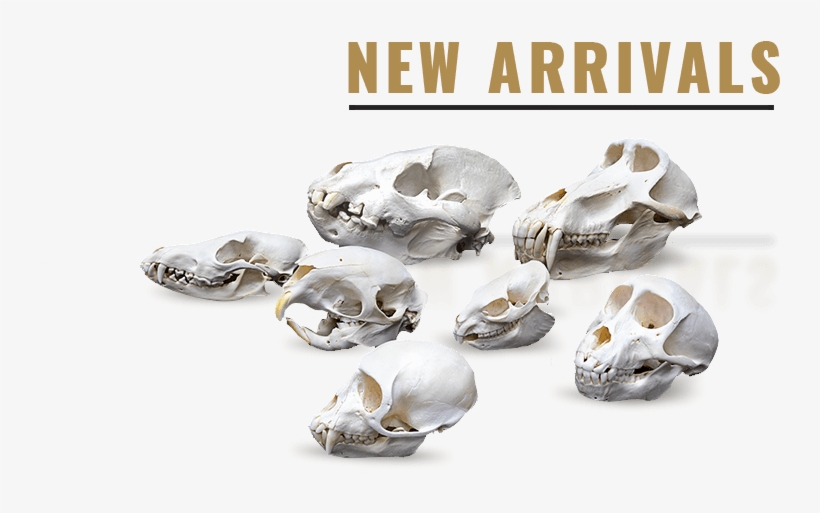 Category - Skull, transparent png