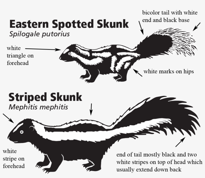 Furbearer Cooperator Data Sheet - Do Spotted Skunks Look Like, transparent png