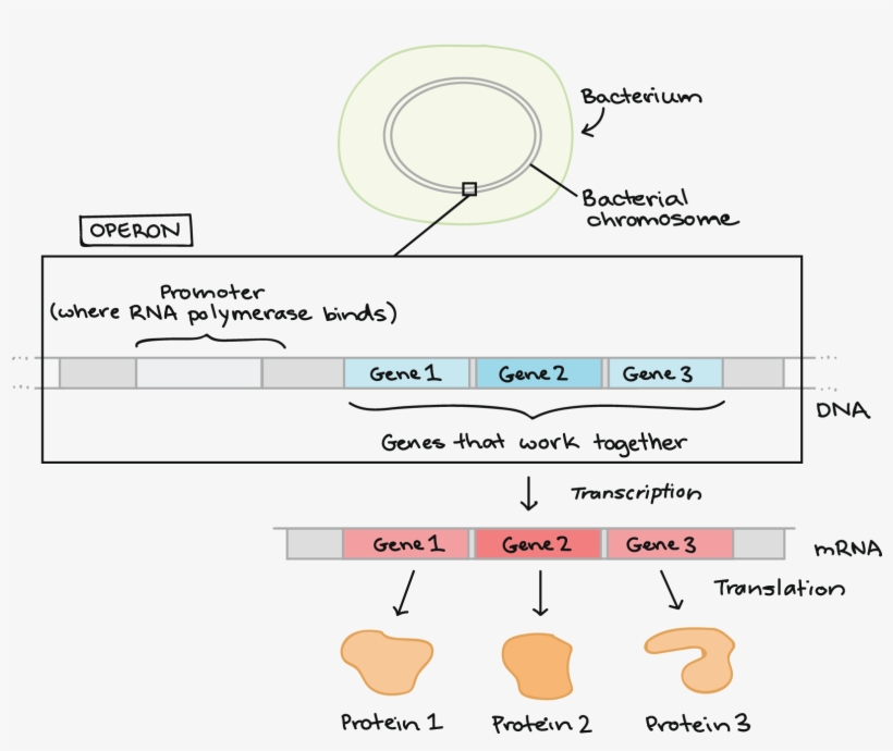 Regulacion Genica En Bacterias, transparent png