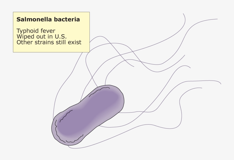 Salmonella Sp - - Lilac, transparent png