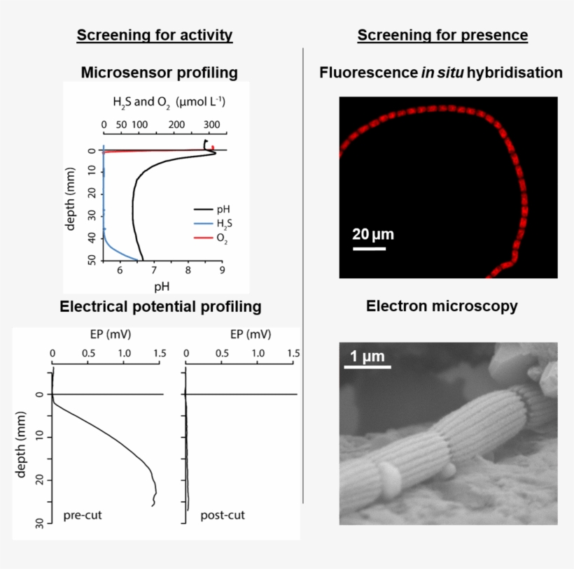Overview Of The Methods That Demonstrate Cable Bacteria - Cable Bacteria, transparent png