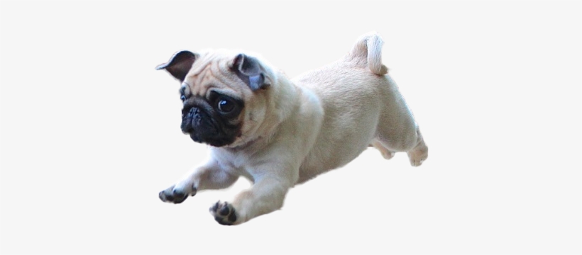 60 Images About 貼り付け。 On We Heart It - Dog Running Transparent Background, transparent png