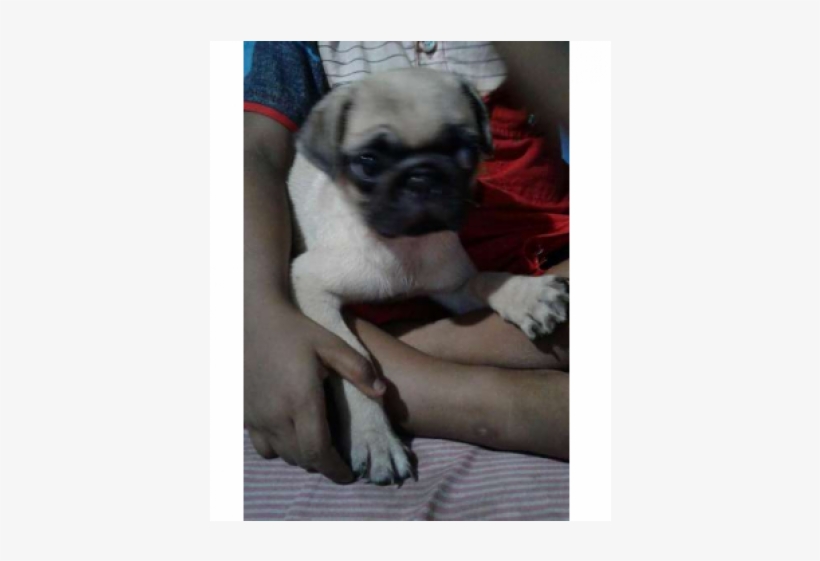 1 / - Pug, transparent png