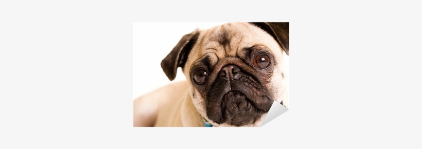 Pug, transparent png