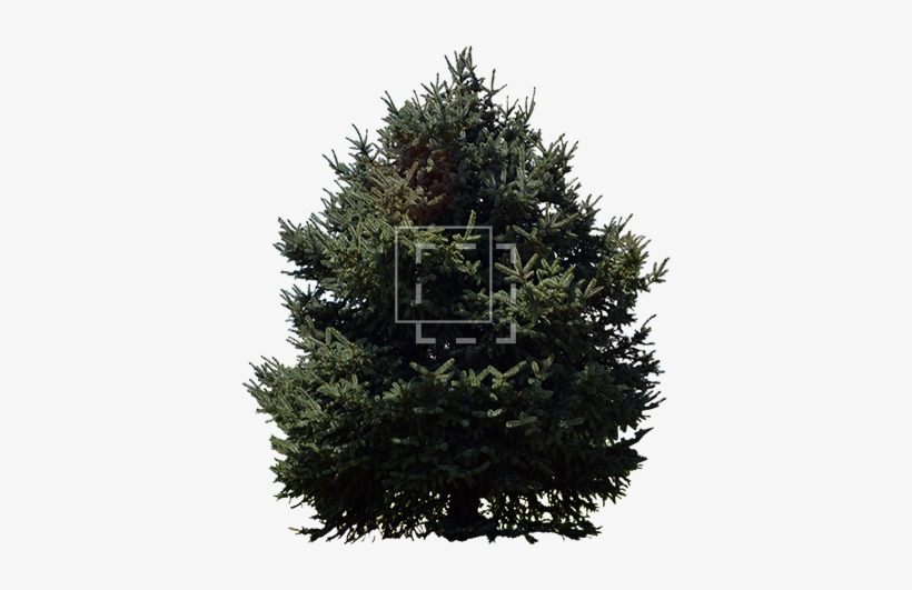 Norway Spruce Tree - Tree, transparent png