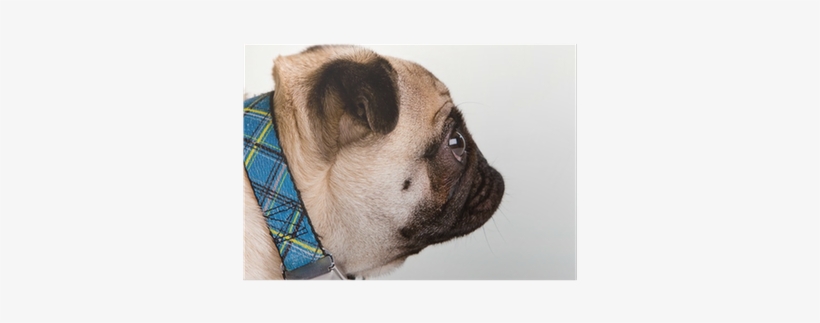 Mops Mit Langer Nase, transparent png
