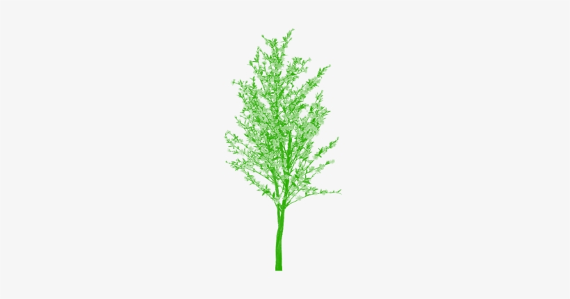 Free Tree Png Clipart Vector Cartoon, Tree Png Plan, - Tree, transparent png