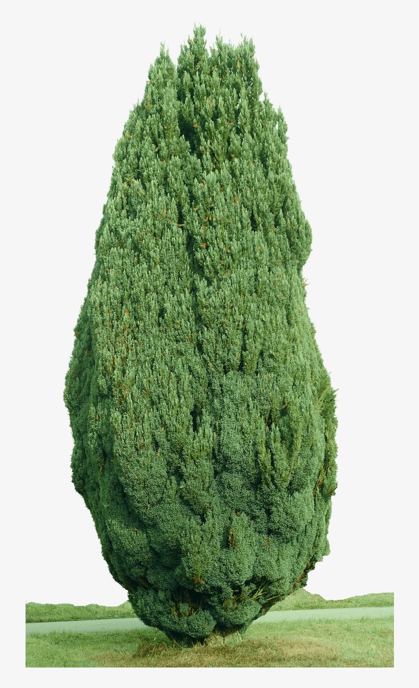 Cypress Tree Png - Portable Network Graphics, transparent png