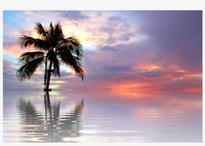 Nature Palm Water Beach Background Backgrounds - Beach Sunset, transparent png