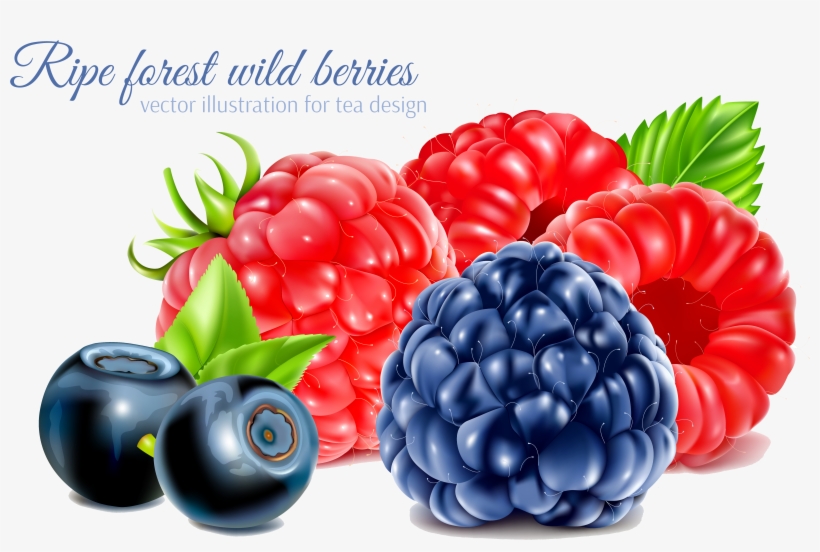 Frutti Di Bosco Raspberry Fruit - Blackberry And Raspberry Vector, transparent png