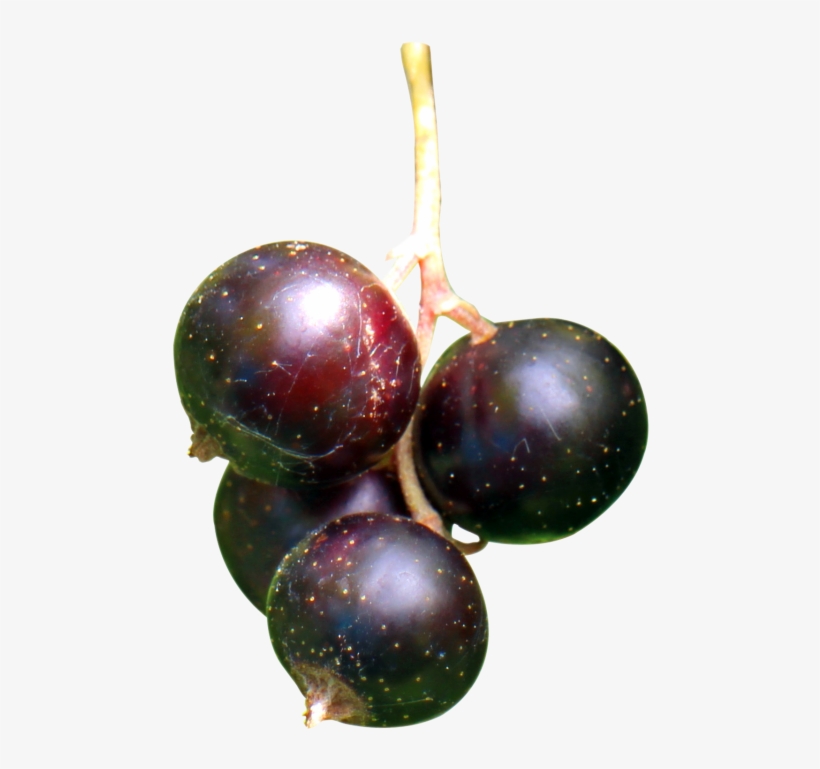 Download Black Currant Berries Png Image - Berries Png, transparent png