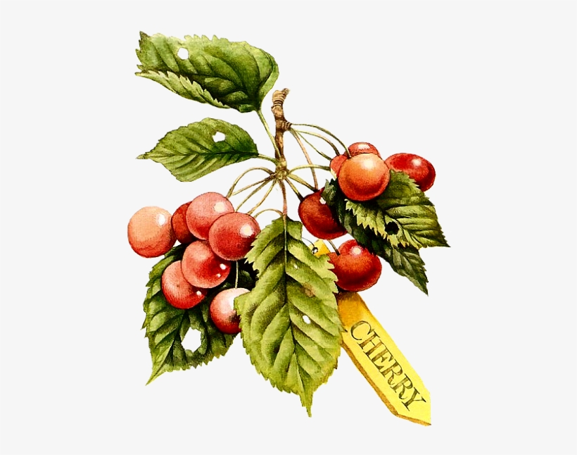 Фото, Автор Ya - Fruits Retro Png, transparent png