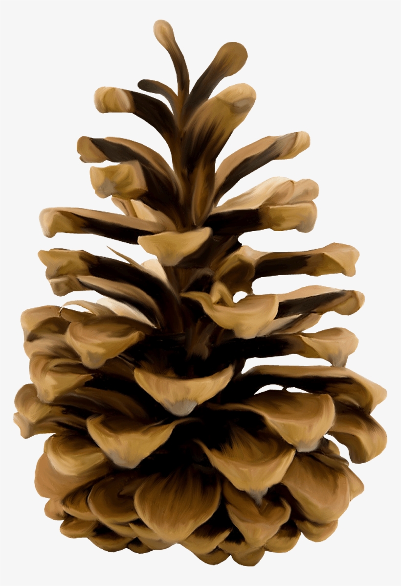 Download - Pinecone Png, transparent png