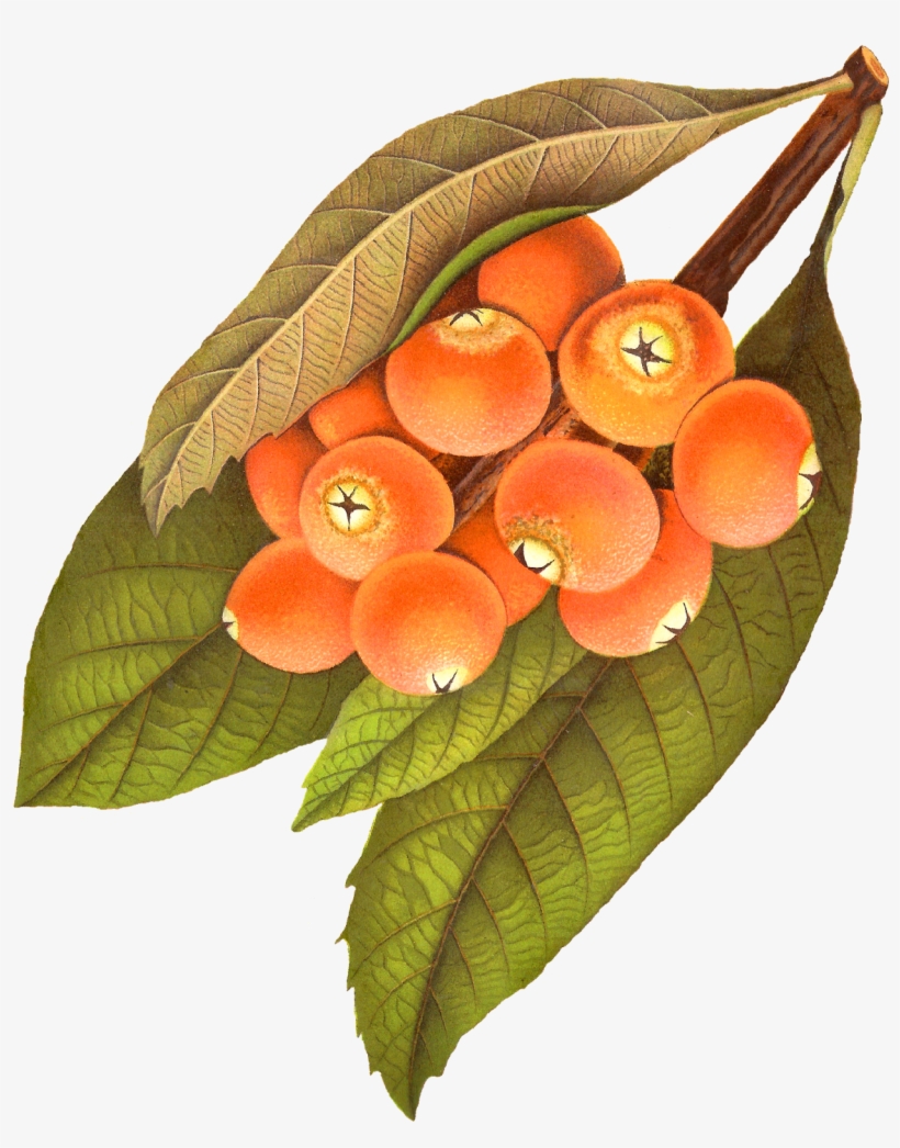 Digital Rowan Berry Download - Vintage Berries Png, transparent png