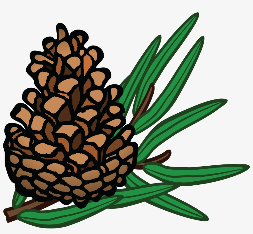 , , - Pinecone Clipart, transparent png